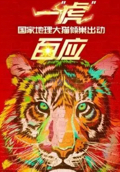 一“虎”百应