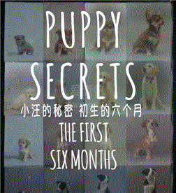 小汪的秘密 初生的六个月