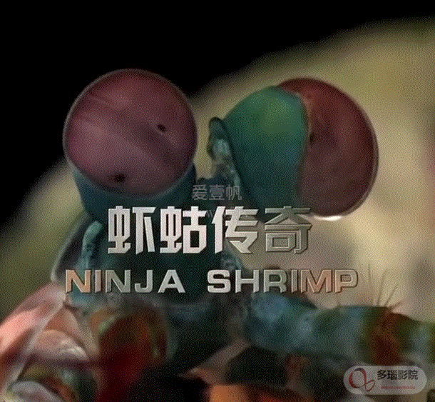 虾蛄传奇