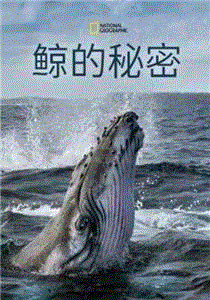 鲸的秘密第1季