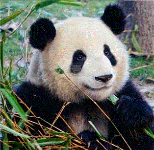 看中国如何拯救大熊猫