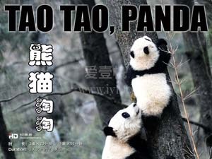 熊猫淘淘