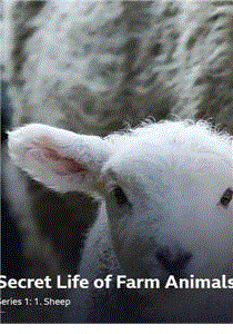 农场动物的秘密生活